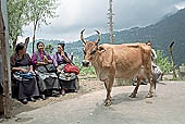 Tibetan refugee at Mcleod Ganj 